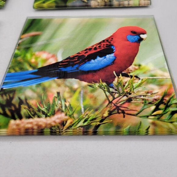 Australian Birds Glass Coasters Colorful Bird Print 4 Inch Get Posh - Picture 4 of 7